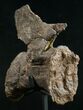 Diplodocus Caudal Vertebra - Dana Quarry #10152-5